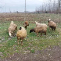 فروش ۲ عددگوسفند زنده ماده وزن ۴۵ تا ۵۰ کیلو