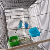 مرغ عشق انگلیسی|پرنده|پیرانشهر, |دیوار