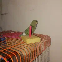 فروش ۲عدد طوطی برزیلی فیشر