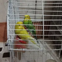 مرغ عشق