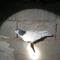 یالسر نر عروسک