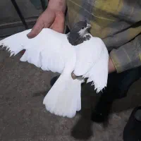 خال ماده(ذات هفت رنگ)|پرنده|بردسکن, |دیوار