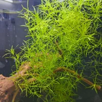 گیاه اکواریوم وغذای ماهی دیسکس|ماهی|شیراز, فرگاز|دیوار