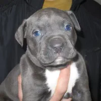 توله پیتبول بلو|سگ|کرج, اسلام‌آباد|دیوار