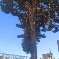 برش و بریدن و اصلاح درخت وخرید چوب|خدمات باغبانی و درختکاری|گناباد, |دیوار