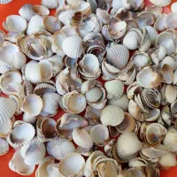 صدف|صنایع دستی و سایر لوازم تزئینی|شیراز, بریجستون|دیوار