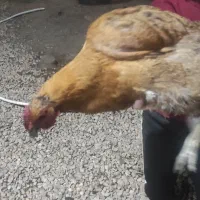 7 عدد مرغ محلی تخم گذار