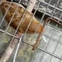 قناری ماده|پرنده|ری, تقی آباد|دیوار