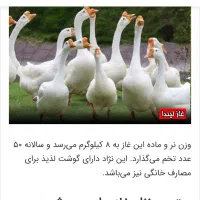 یک جفت غاز اکراینی و یک جفت غاز لیندا