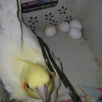 عروس هلندی مولد