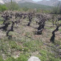 فروش-باغ-انگور