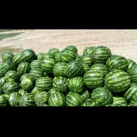 کارگر روز مزد،یابرجی،میخام برای ایرانشهر|استخدام صنعتی، فنی، مهندسی|بزمان, |دیوار