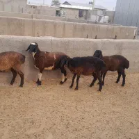 شیشک ماده ابستن
