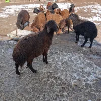 ۱۲راس بره نر قزل|حیوانات مزرعه|مهربان, |دیوار