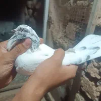 کفتر|پرنده|قم, شهرک امام حسن|دیوار