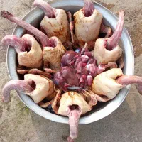 اردک و غاز محلی  مرغ و خروس کبابی