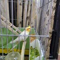 عروس هلندی به شرط میدم