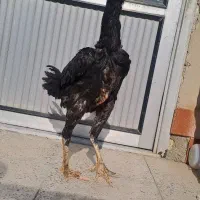 لاری اوشامو