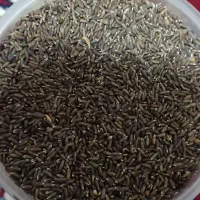 کنجد محلی