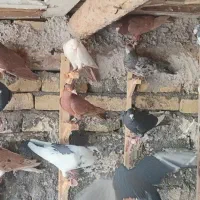 کبوتر رنگی پلاکی دورگ