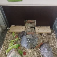 همستر کمپل روسی