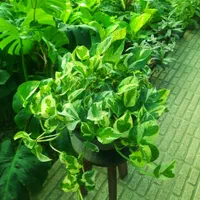 گل آپارتمانی پتوس|گل و گیاه طبیعی|تبریز, |دیوار