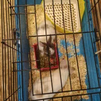 دو خرگوش زیبا|موش و خرگوش|تهران, اقدسیه|دیوار