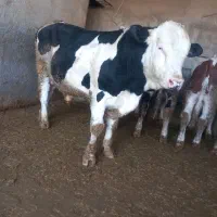 خرید گ ا و گوساله|حیوانات مزرعه|ساروق, |دیوار