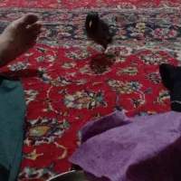 مرغ مینا پر حرف