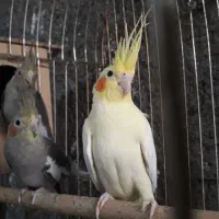 عروس هلندی نر و ماده