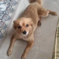 پامرین|سگ|پردیس, فاز ۸|دیوار