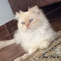 گربه پرشین نر