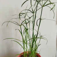 زیبا و خوشکل|عمده‌فروشی|سرپل ذهاب, |دیوار