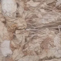 برگ زرد شیرین