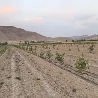 نیم هکتارپسته 5ساله