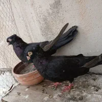 یه جفت صرب