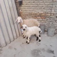 گوسفندبره داروگوسفندابستن|حیوانات مزرعه|سرخنکلاته, |دیوار