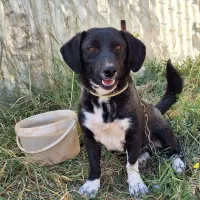 فروش سگ|سگ|ابهر, |دیوار