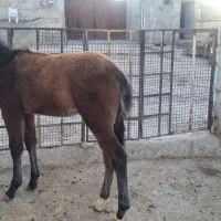 کره|اسب و تجهیزات اسب‌سواری|قوچان, |دیوار