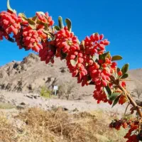 برنج کامفیروزی. زرشک|خوردنی و آشامیدنی|شیراز, شهرک گلها|دیوار