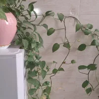 پتوس با گلدان جم