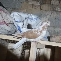 گرگی زرد دم سفید ماده