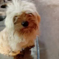 صگ نژاد دار