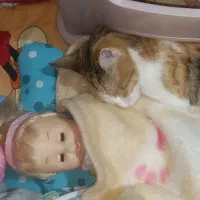 گربه ماده خانگی مجانی با ادب|گربه|بجنورد, |دیوار