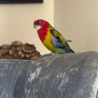 طوطی رزیلا شرقی|پرنده|کرج, فاز ۴ مهرشهر|دیوار