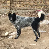 نر قدرجونی|سگ|زرندیه, |دیوار