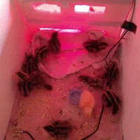 دستگاه جوجه کشی|لوازم جانبی حیوانات|مشهد, هنرور|دیوار