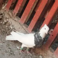 کفتر کبوتر طوقی|پرنده|اهواز, شریعتی جنوبی|دیوار