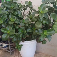 گل خیلی بزرگ