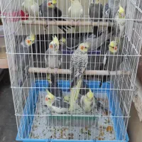عروس هلندی